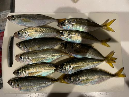 アジの釣果