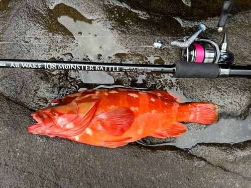 アカハタの釣果
