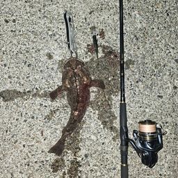 トウベツカジカ