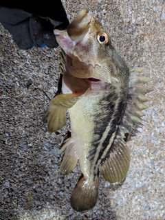 シマソイの釣果