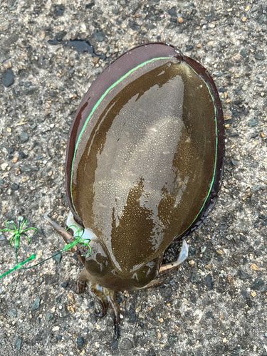 コウイカの釣果
