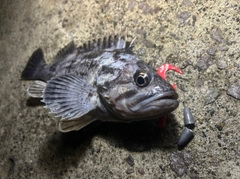 クロソイの釣果