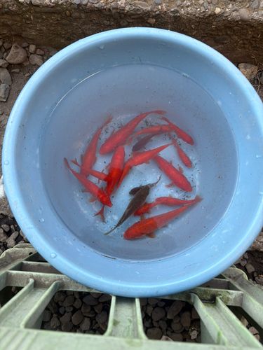 キンギョの釣果