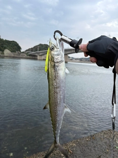 サゴシの釣果