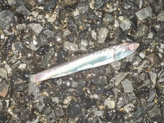 カタクチイワシの釣果