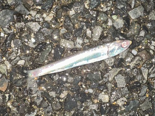 カタクチイワシの釣果