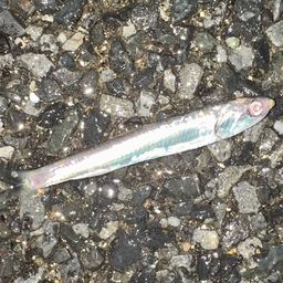 カタクチイワシ