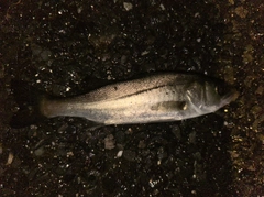 マルスズキの釣果