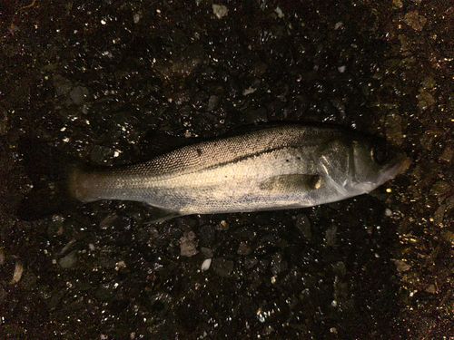 若洲海浜公園海釣り施設