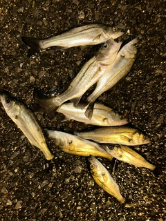 スズキの釣果
