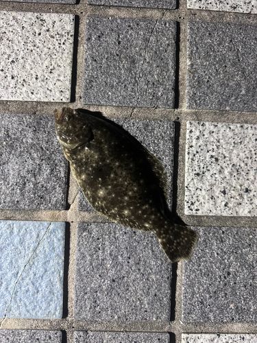 クロソイの釣果