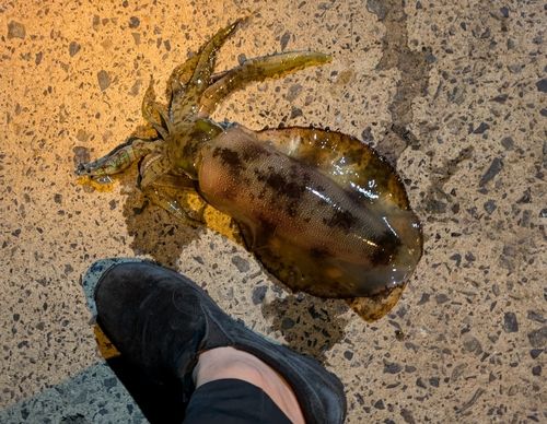 アオリイカの釣果