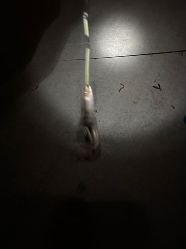 キラキラ公園(苫小牧西港)