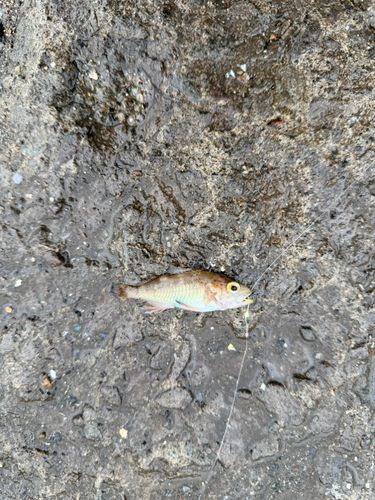 エゾメバルの釣果