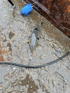 クサフグの釣果