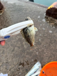 クロソイの釣果