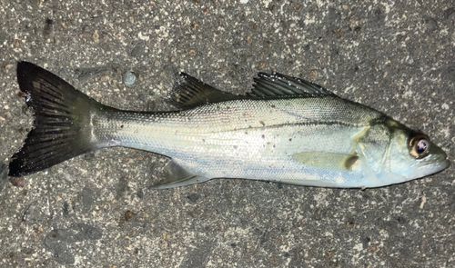 セイゴ(マルスズキ)の釣果