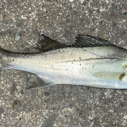 セイゴ(マルスズキ)