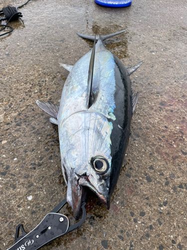 コシナガマグロの釣果