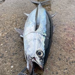 コシナガマグロ