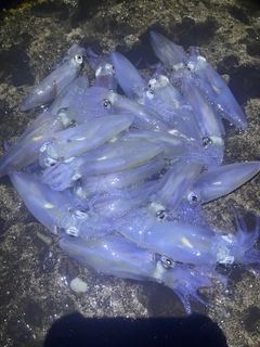 マメイカの釣果