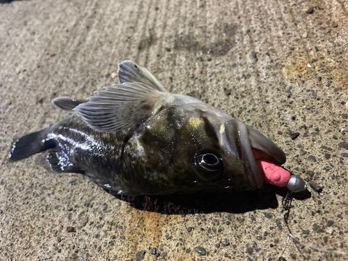 クロソイの釣果