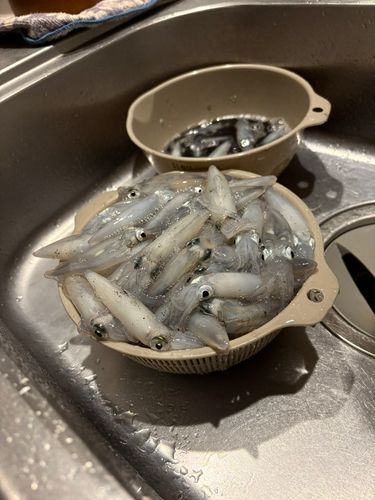 マメイカの釣果