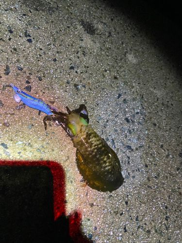 アオリイカの釣果