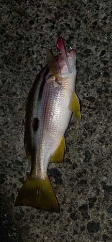 ヨコスジフエダイの釣果