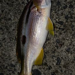 ヨコスジフエダイ