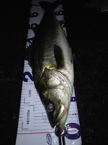 シーバスの釣果