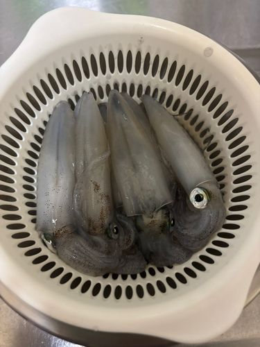 マメイカの釣果