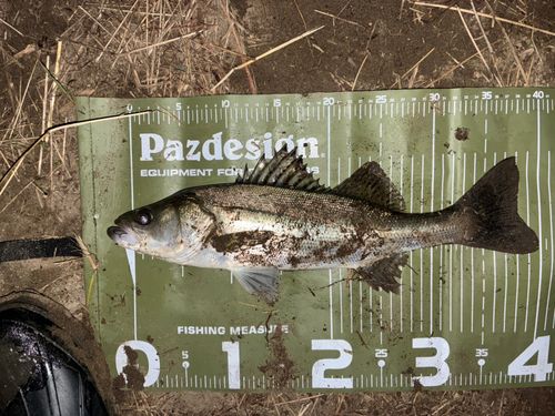 セイゴ（マルスズキ）の釣果