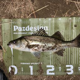 セイゴ（マルスズキ）