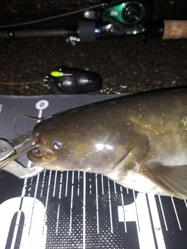 ナマズの釣果