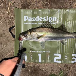 セイゴ（マルスズキ）