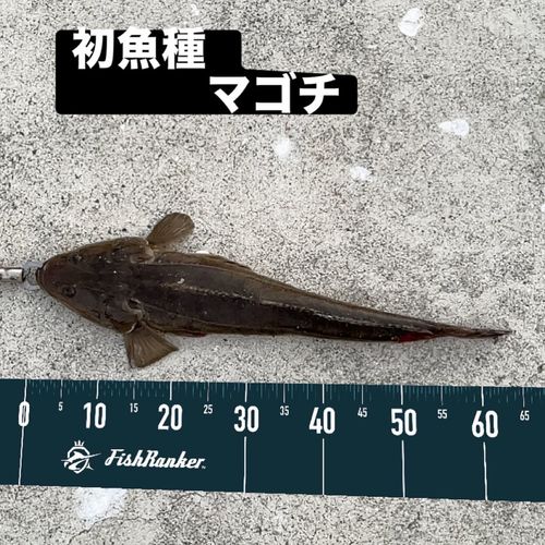 マゴチの釣果