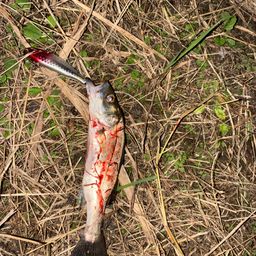 セイゴ（マルスズキ）