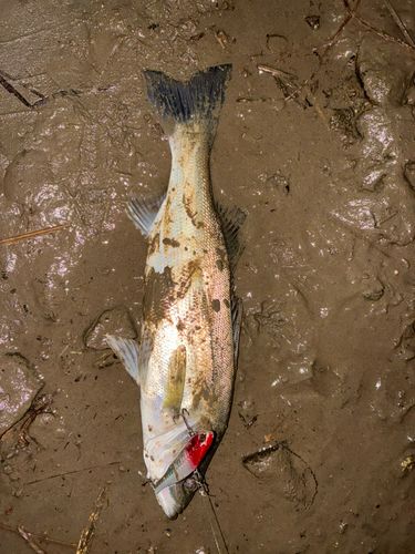 セイゴ（マルスズキ）