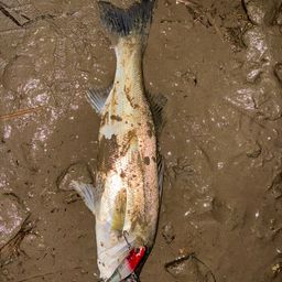 セイゴ（マルスズキ）