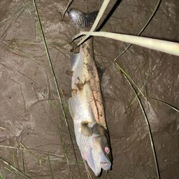 セイゴ（マルスズキ）