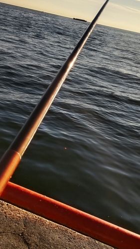 カタクチイワシの釣果