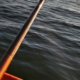 カタクチイワシ