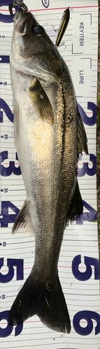 シーバスの釣果