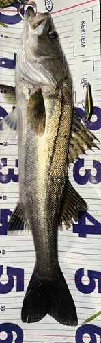 シーバスの釣果