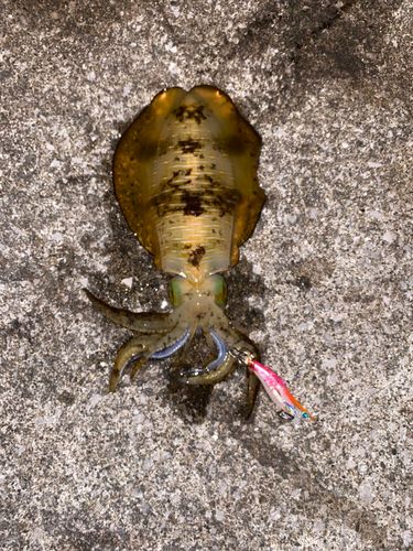 アオリイカの釣果