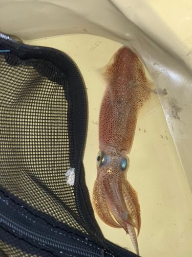 マメイカの釣果