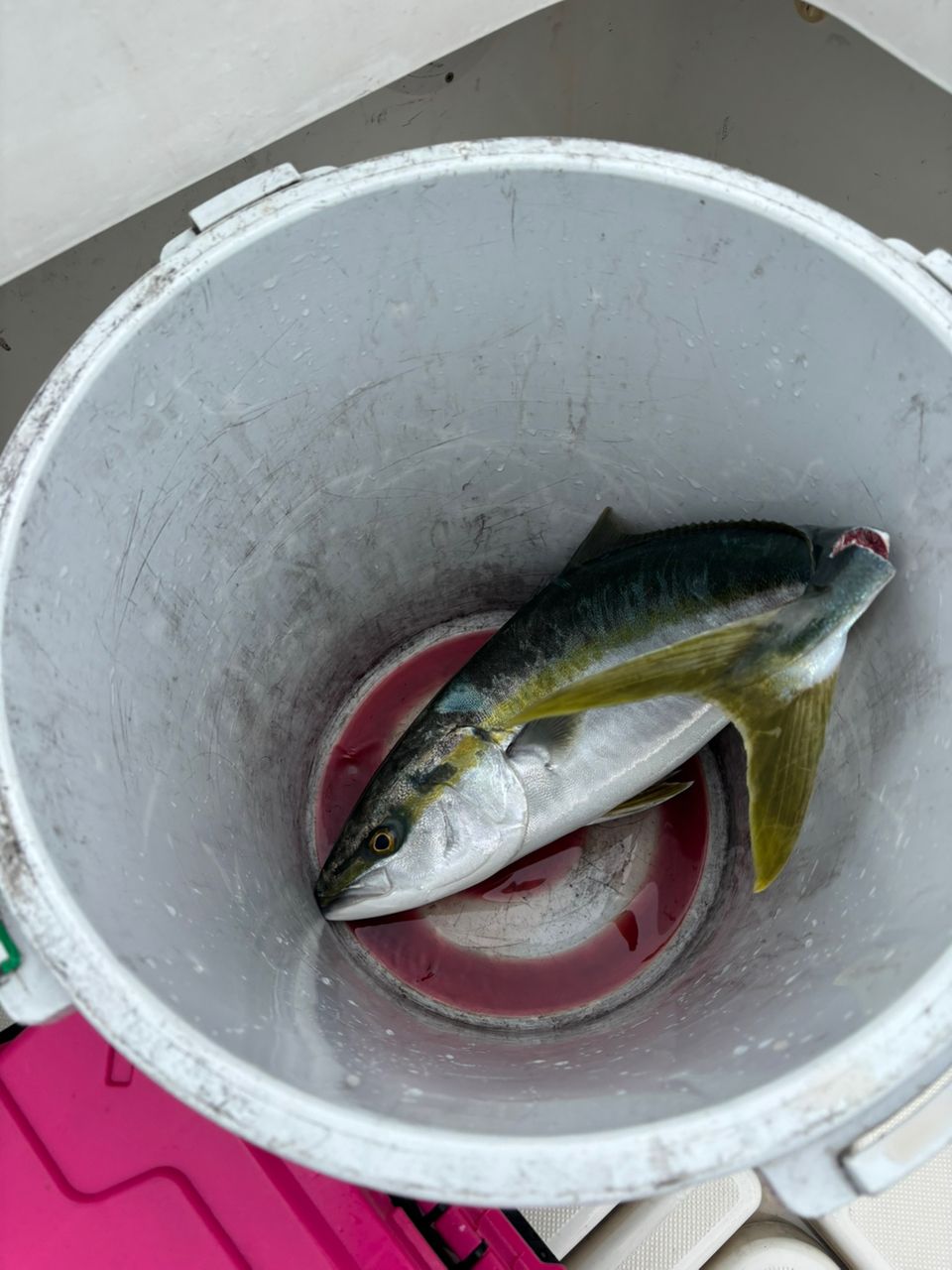 アングラービビさんの釣果 1枚目の画像