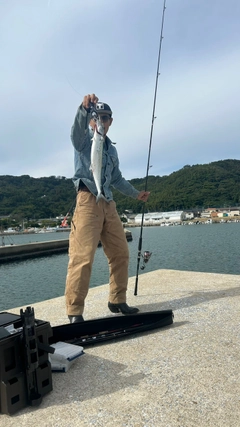 サゴシの釣果