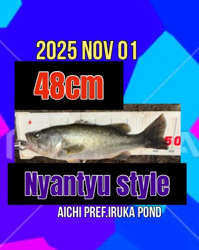 ラージマウスバスの釣果